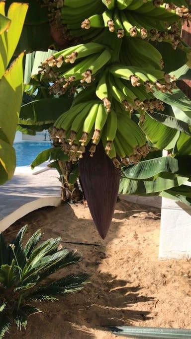 Gezellige Villa Met Prachtig Zicht En Zwembad Arona  Exterior foto